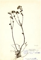 藏品(野薄荷)的圖片